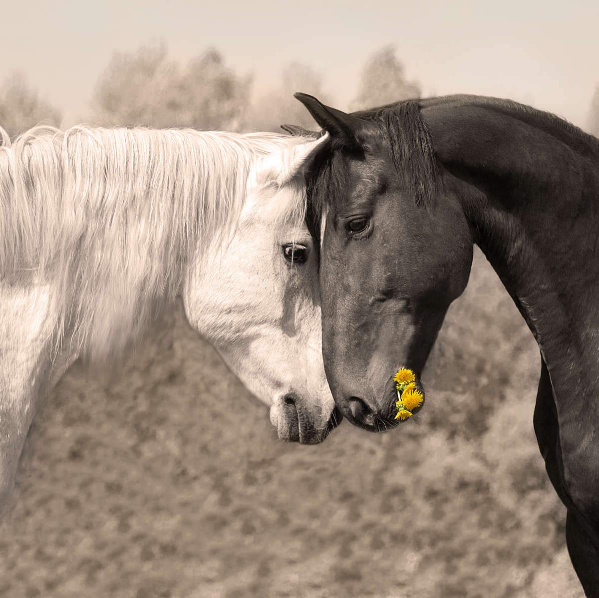 Animals In Love Wall Art