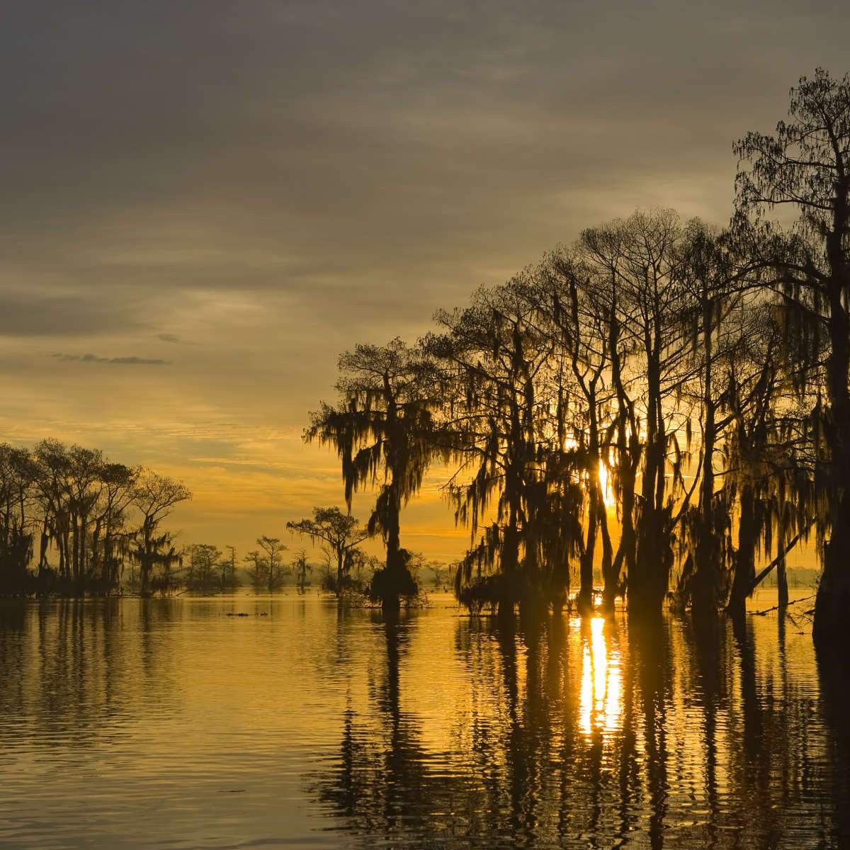 Atchafalaya River Wall Art