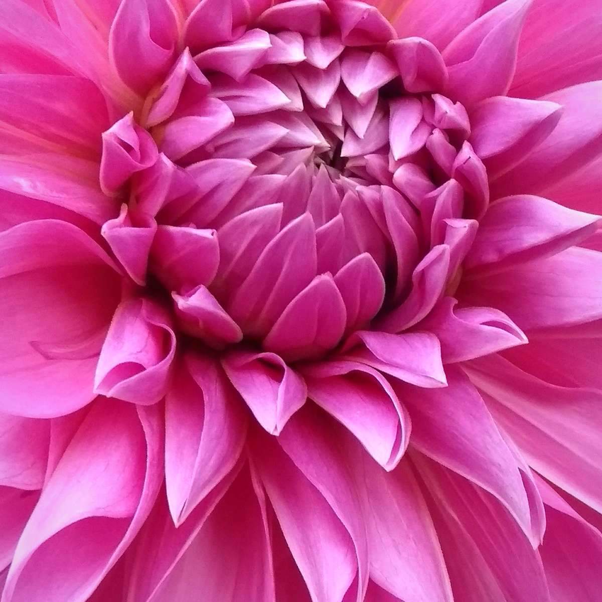 Dahlia Wall Art