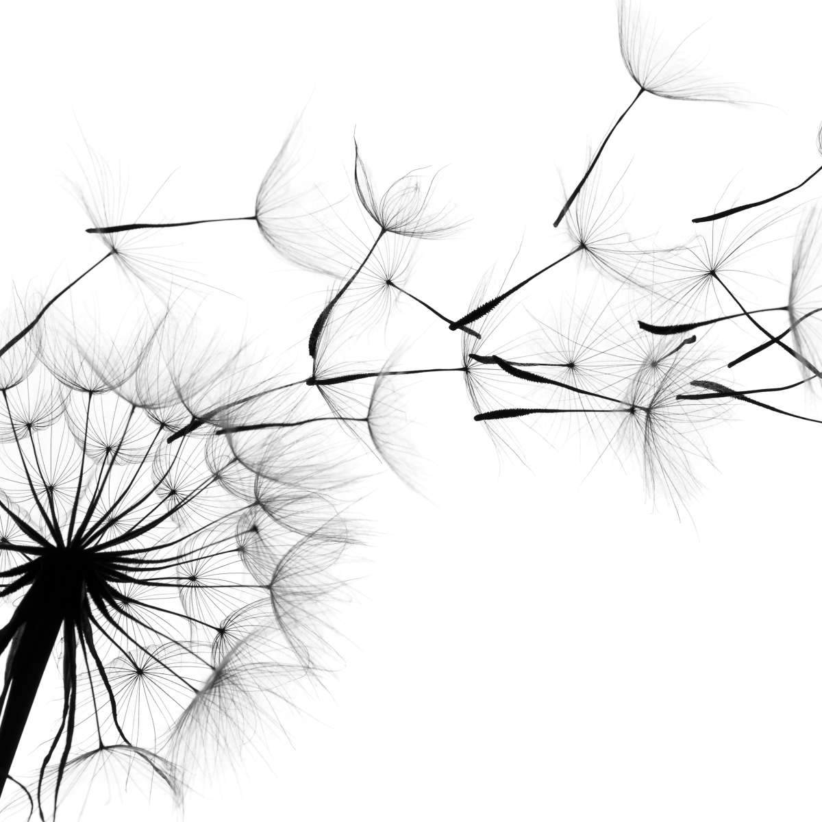 Dandelion Wall Art