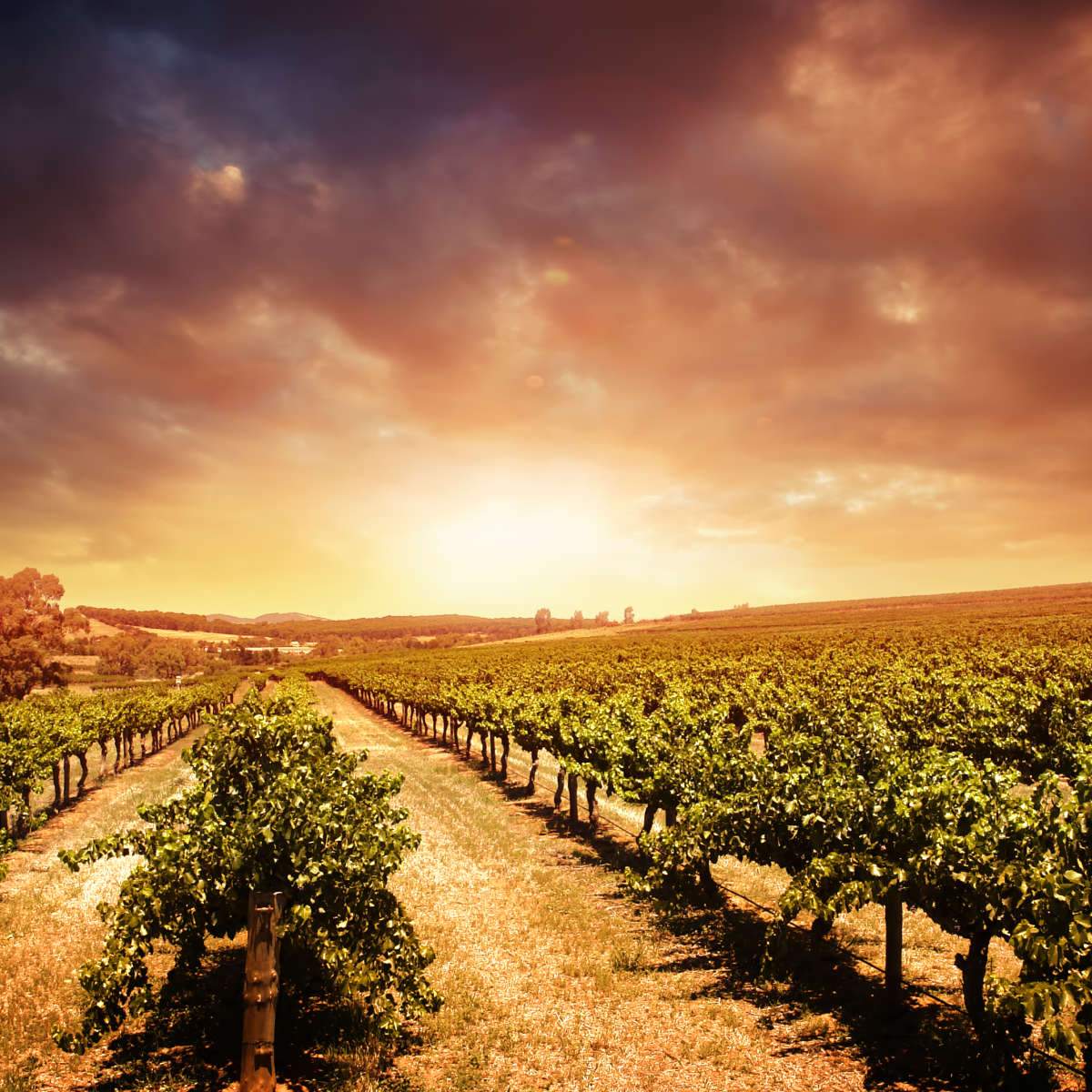 Fields And Valleys Wall Art