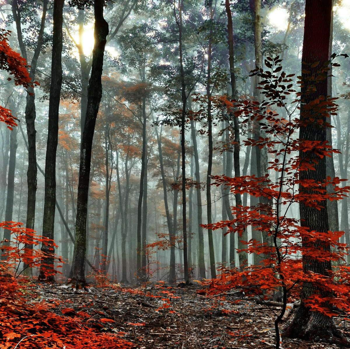 Forest Trees Wall Art