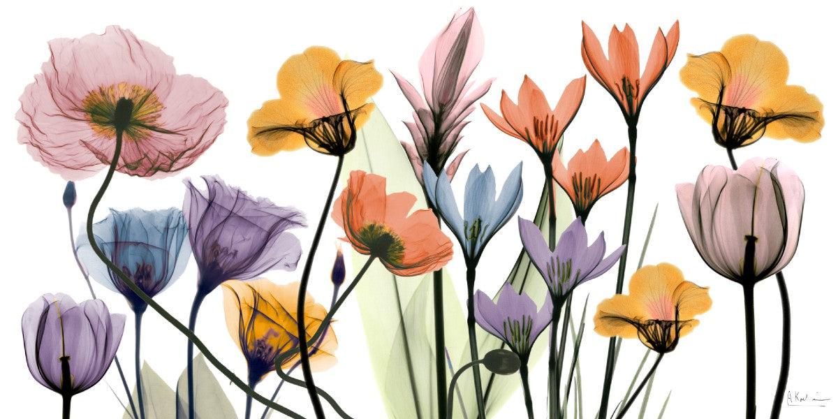 The Language of Beauty: Albert Koetsier