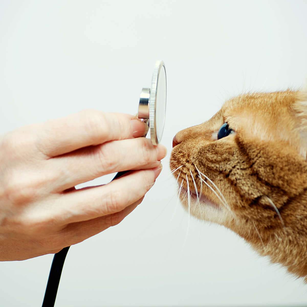 Veterinarian Wall Art